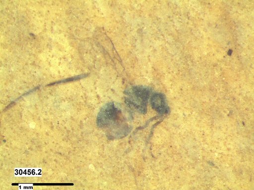 Genus sp