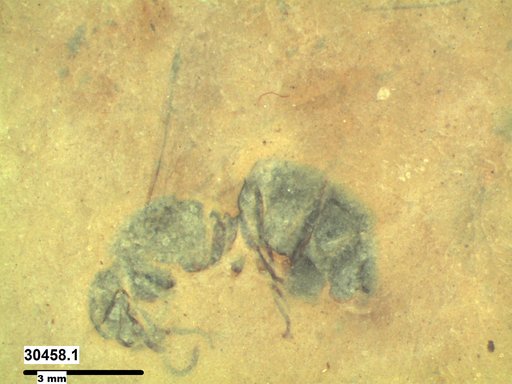 Formicidae