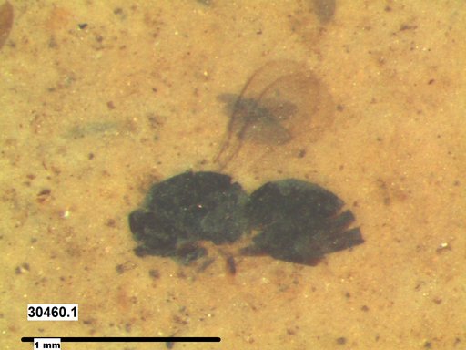Genus sp
