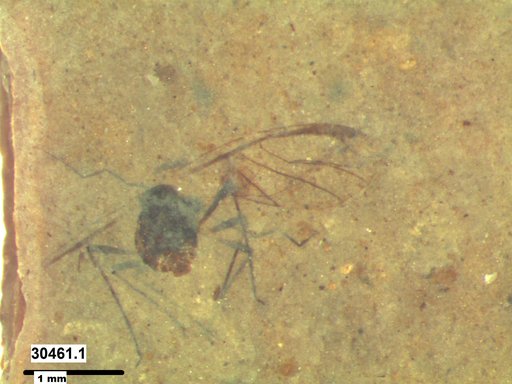 Aphididae