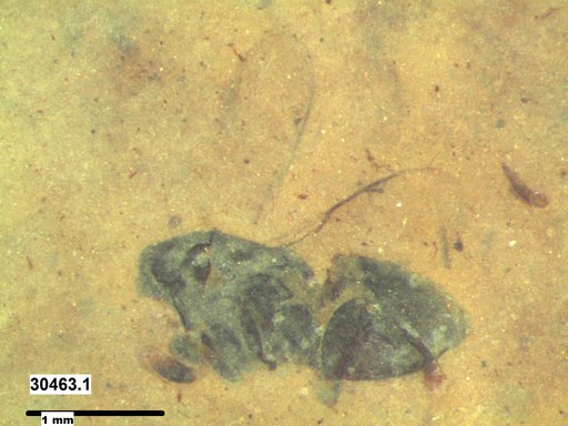 Genus sp