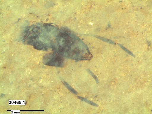 Notonectidae