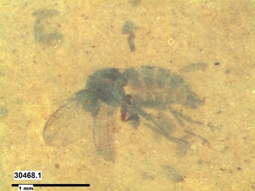 Diptera