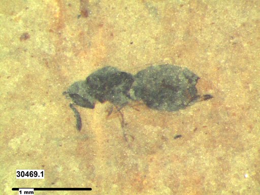 Genus sp