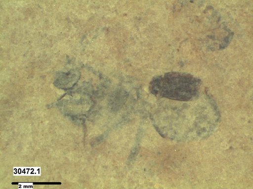 Formicidae