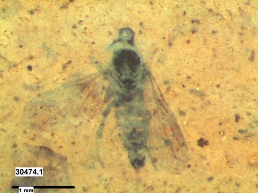 Diptera