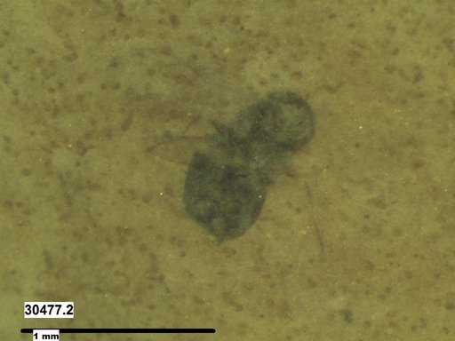 Diptera