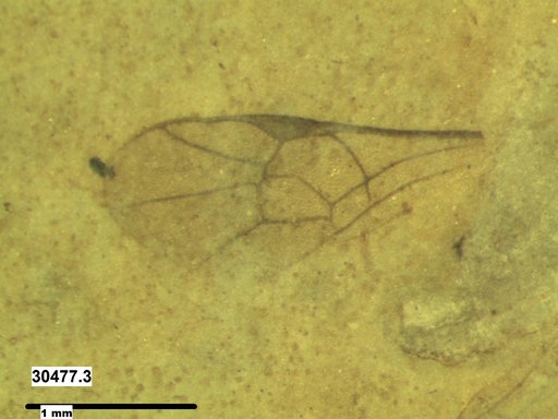 Ichneumonidae
