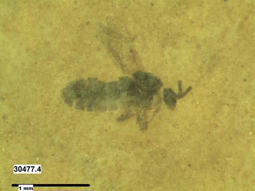 Diptera