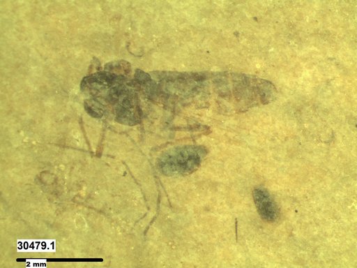 Diptera