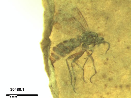 Diptera