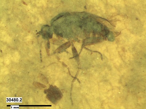 Diptera