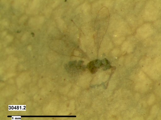 Genus sp