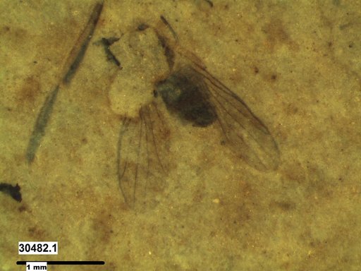 Diptera