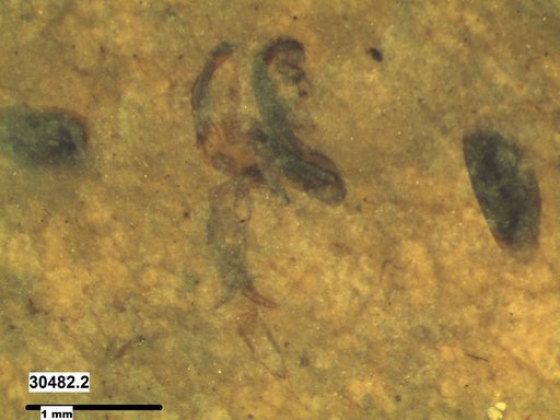 Chaoboridae
