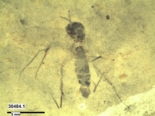 Mycetophilidae