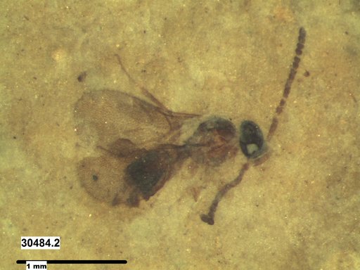 Diapriidae