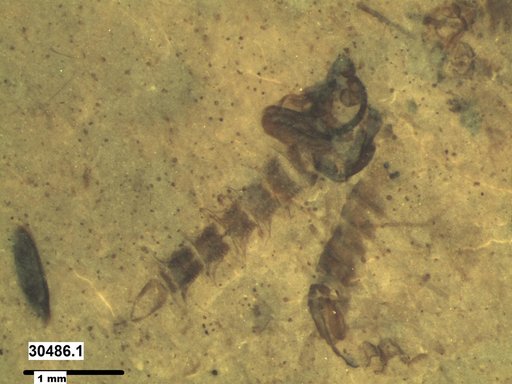 Chaoboridae