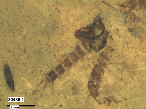 Tracheophyta