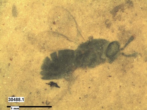 Genus sp