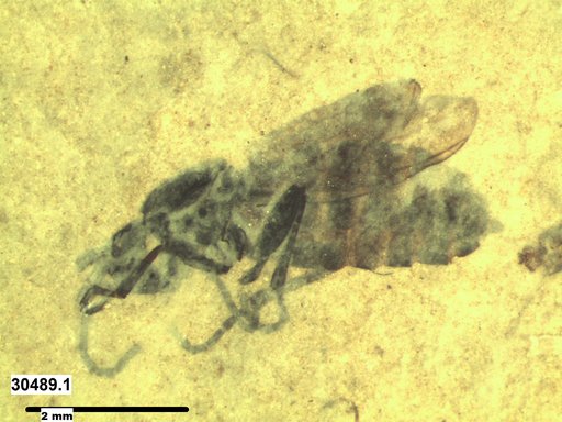 Genus sp