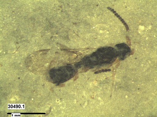Diapriidae