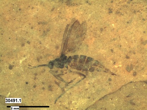 Sciaridae