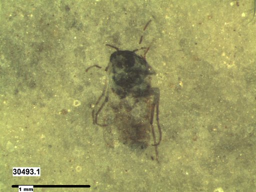 Diptera
