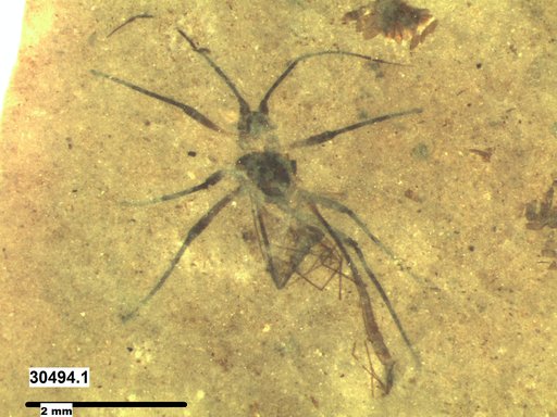 Aphididae
