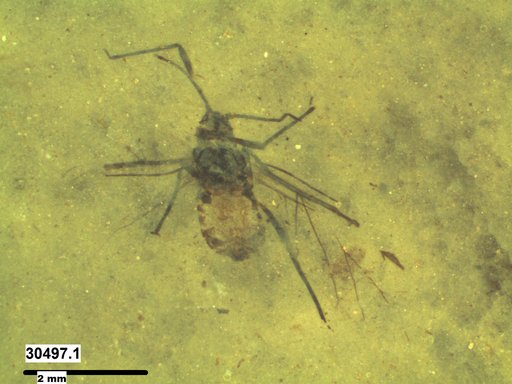 Aphididae