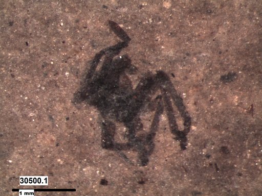Genus sp