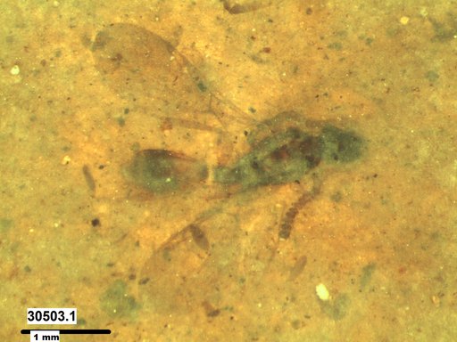 Diapriidae