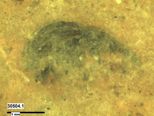 Genus sp