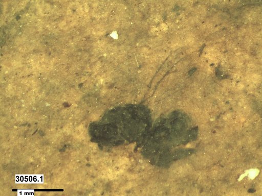 Genus sp