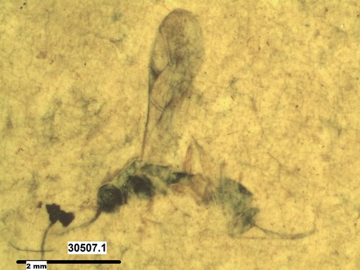 Ichneumonidae