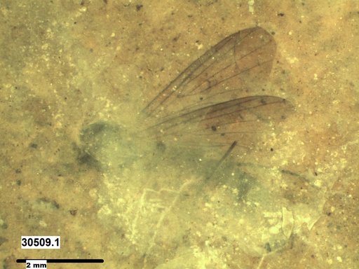Diptera