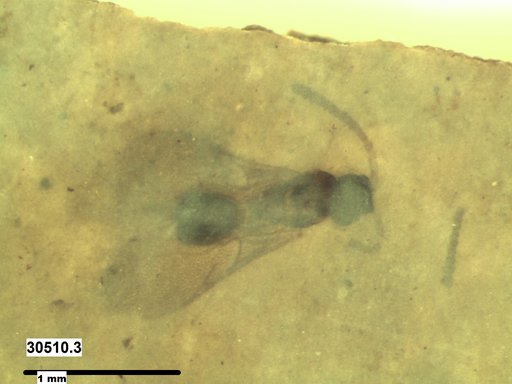 Diapriidae