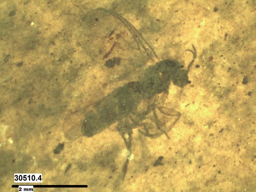 Diptera