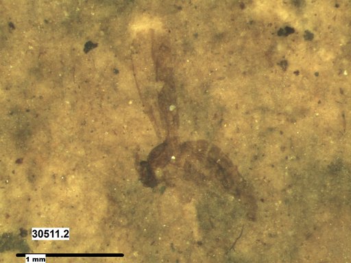 Diptera