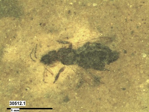 Genus sp
