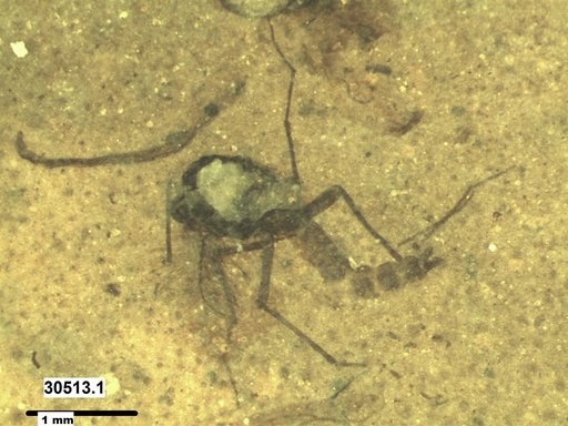 Diptera