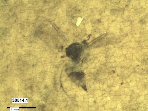 Diptera