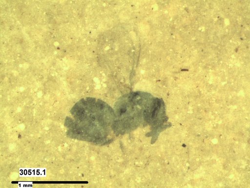 Genus sp