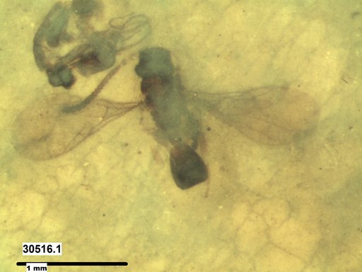 Diapriidae