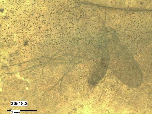 Diptera