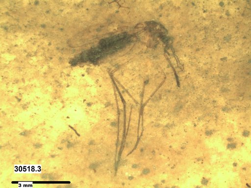 Genus sp