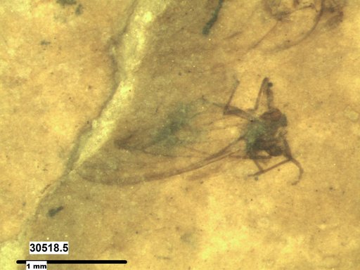 Aphididae