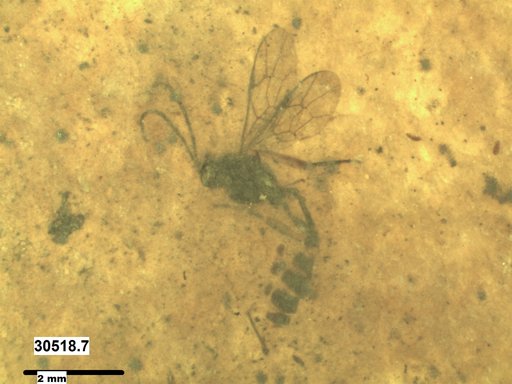 Ichneumonidae