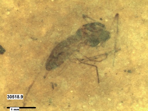 Diptera