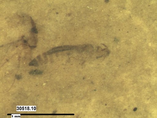 Genus sp